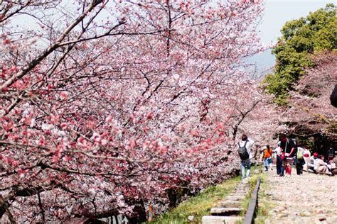 9月去日本哪裏好玩：多維度的旅行體驗探索